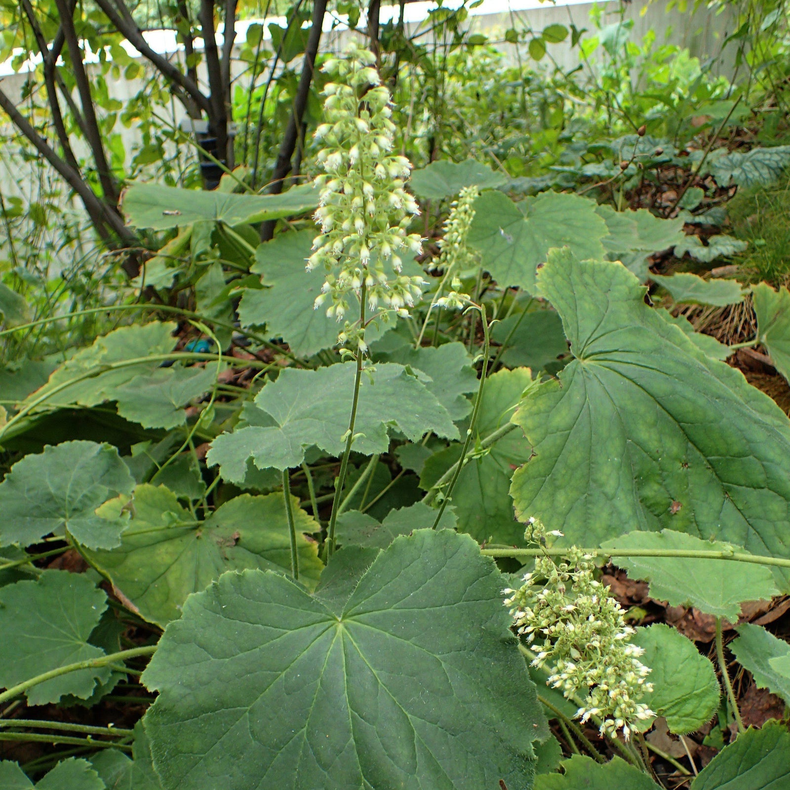 Heuchera villosa 'Autumn Bride' ~ Autumn Bride Coral Bells - Delivered By ServeScape