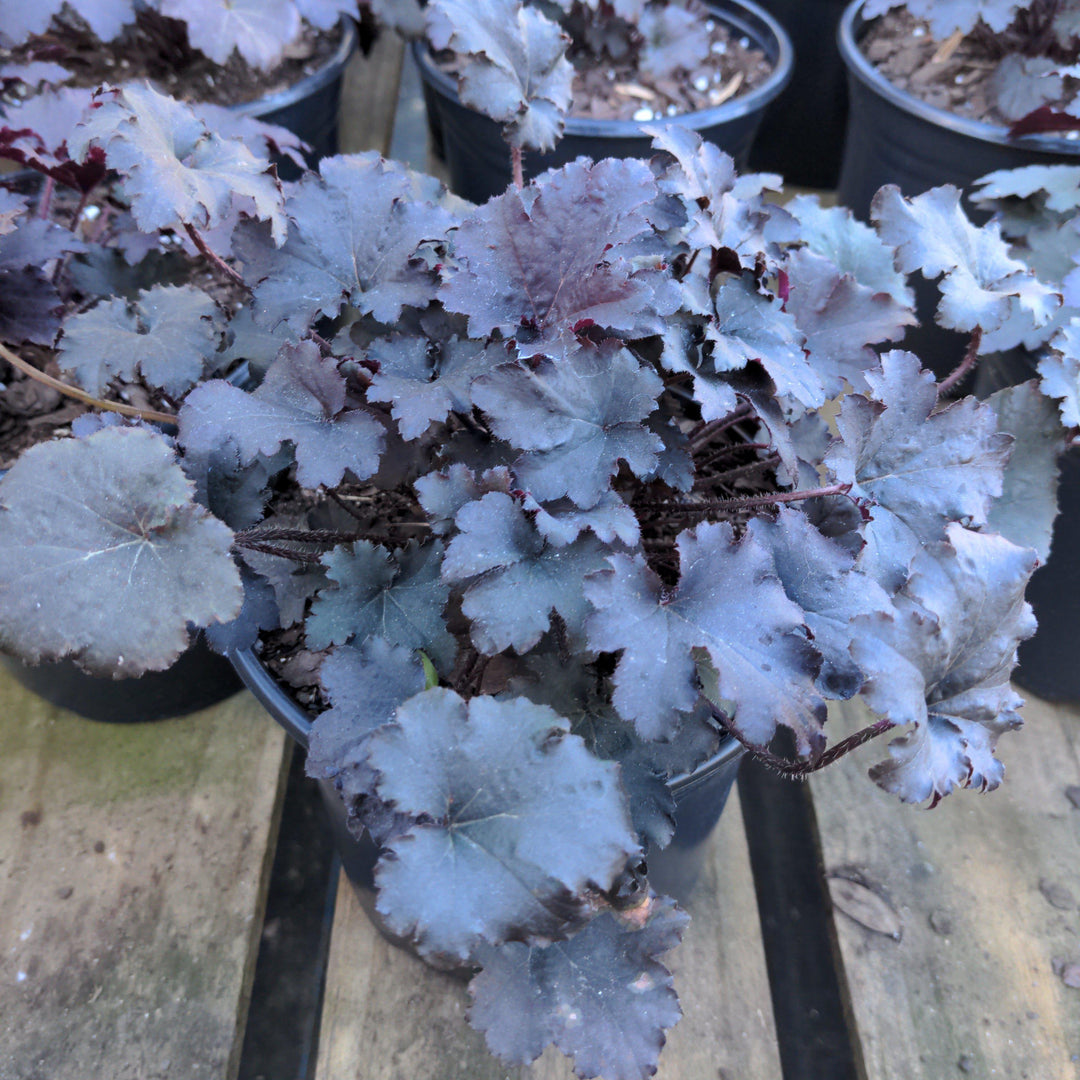 Heuchera villosa 'Beaujolais' ~ Beaujolais Coral Bells, Heuchera