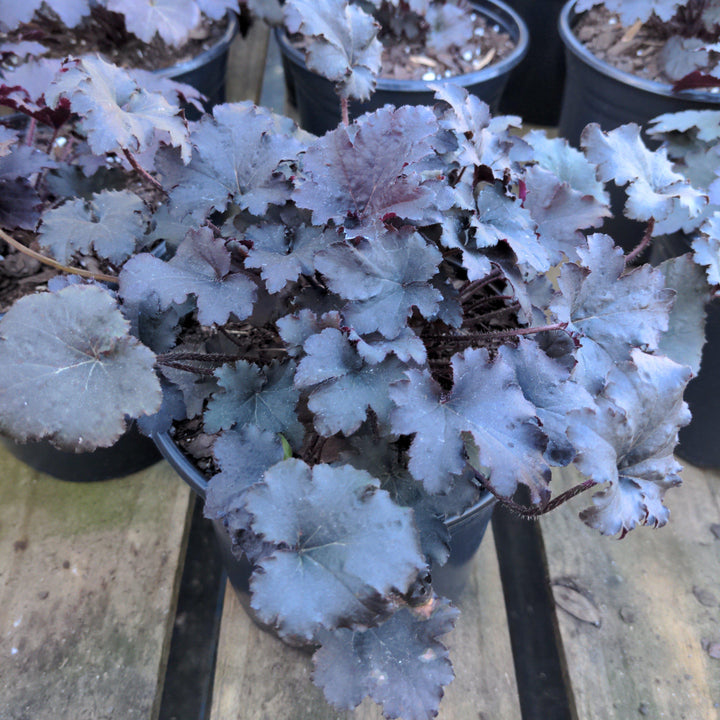 Heuchera villosa 'Beaujolais' ~ Beaujolais Coral Bells, Heuchera