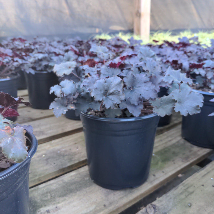 Heuchera villosa 'Beaujolais' ~ Beaujolais Coral Bells, Heuchera