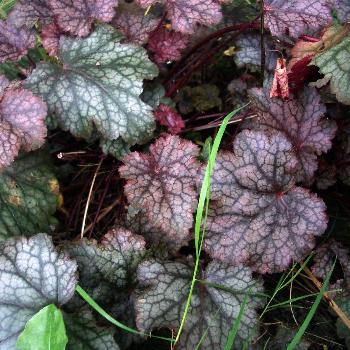Heuchera villosa 'Beaujolais' ~ Beaujolais Coral Bells, Heuchera
