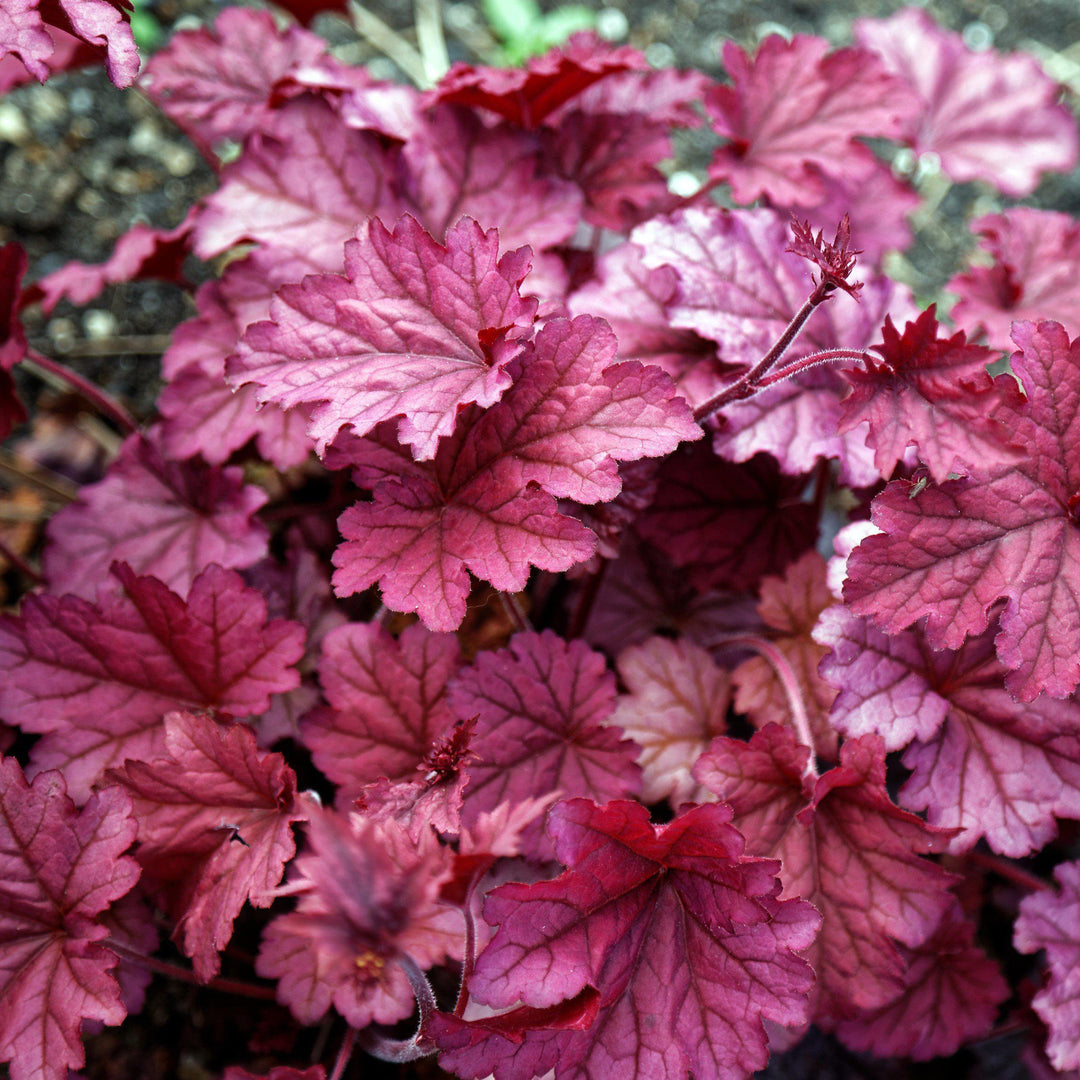 Heuchera villosa 'Berry Smoothie' ~ Berry Smoothie - Delivered By ServeScape