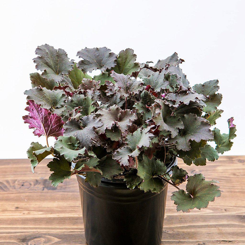 Heuchera villosa 'Binoche' ~ Bincohe Coral Bells, Heuchera - Delivered By ServeScape