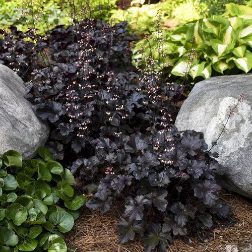 Heuchera villosa 'Black Pearl' ~ Primo® Black Pearl Coral Bells - Delivered By ServeScape