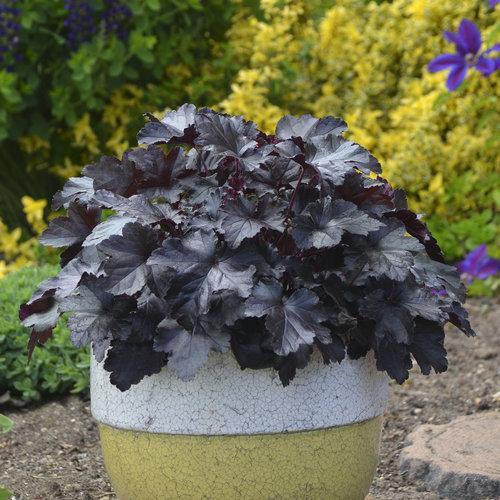 Heuchera villosa 'Black Pearl' ~ Primo® Black Pearl Coral Bells - Delivered By ServeScape
