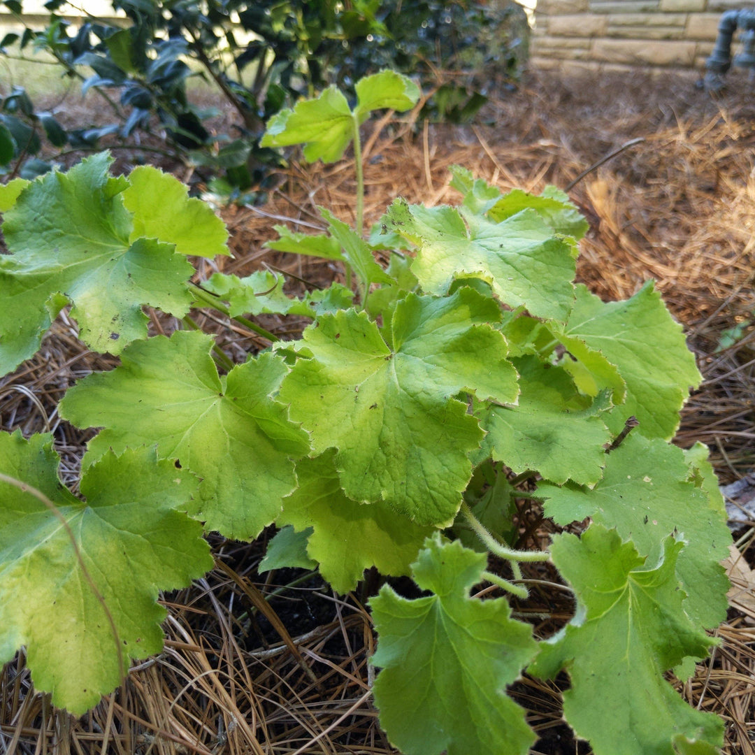 Heuchera villosa 'Citronelle' PP17934 ~ Citronelle Coral Bells, Heuchera