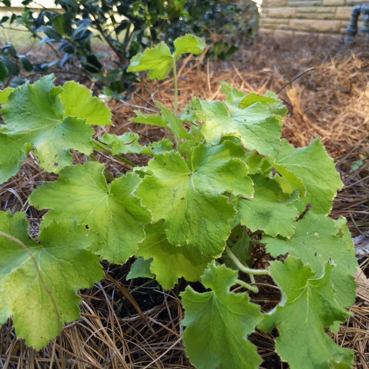 Heuchera villosa 'Citronelle' PP17934 ~ Citronelle Coral Bells, Heuchera