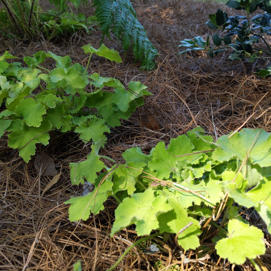 Heuchera villosa 'Citronelle' PP17934 ~ Citronelle Coral Bells, Heuchera