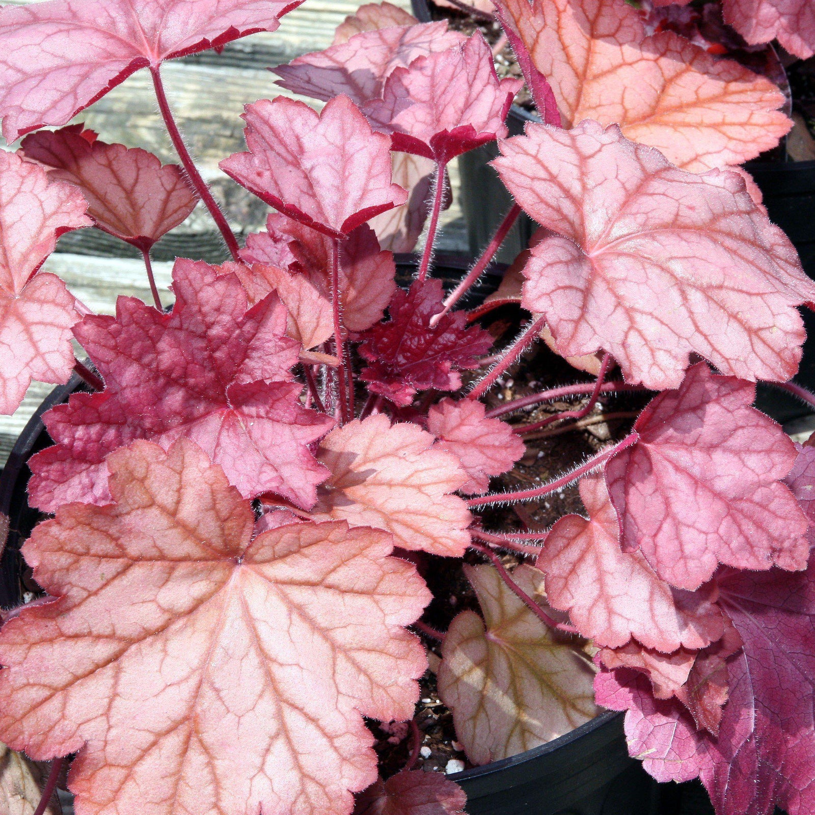 Heuchera villosa 'Georgia Peach' ~ Georgia Peach Coral Bells - Delivered By ServeScape
