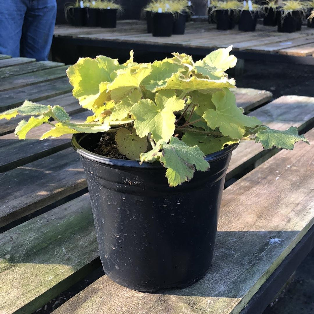 Heuchera villosa 'Pistache'~ Pistache Coral Bells, Heuchera-ServeScape