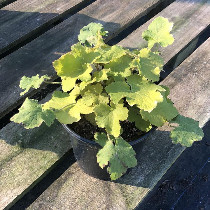 Heuchera villosa 'Pistache'~ Pistache Coral Bells, Heuchera-ServeScape