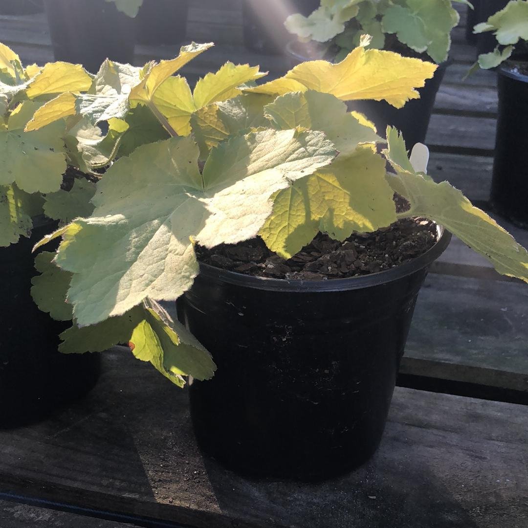 Heuchera villosa 'Pistache'~ Pistache Coral Bells, Heuchera-ServeScape