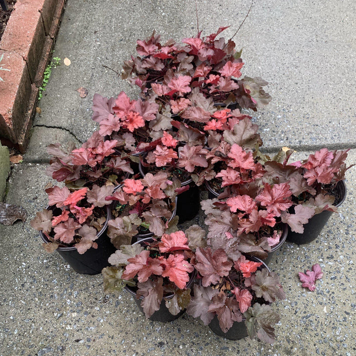 Heuchera x 'Fire Chief' ~ Fire Chief Coral Bells-ServeScape