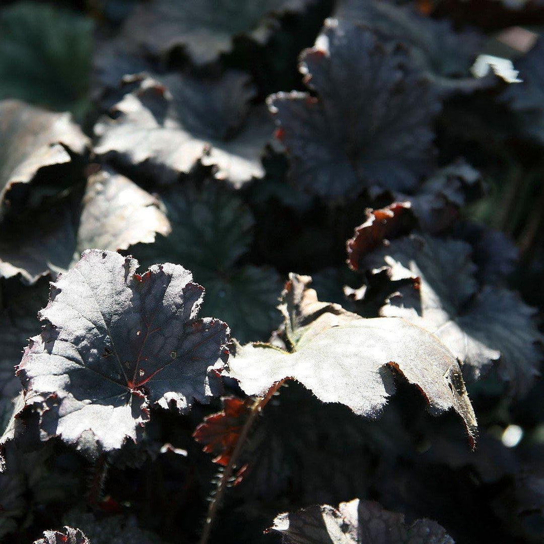 Heuchera x 'Frosted Violet' ~ Frosted Violet Coral Bells - Delivered By ServeScape