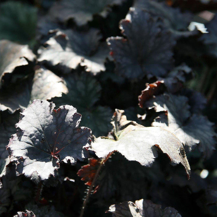 Heuchera x 'Frosted Violet' ~ Frosted Violet Coral Bells - Delivered By ServeScape