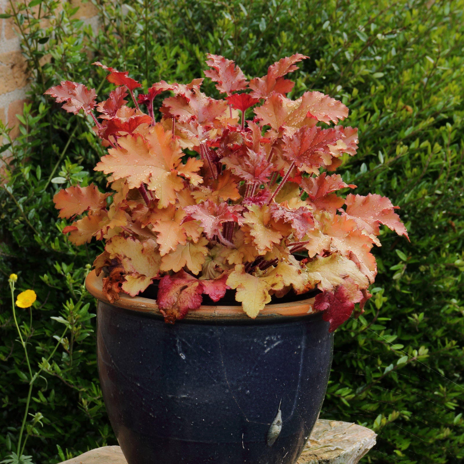 Heuchera x 'Marmalade' ~ Marmalade Coral Bells - Delivered By ServeScape