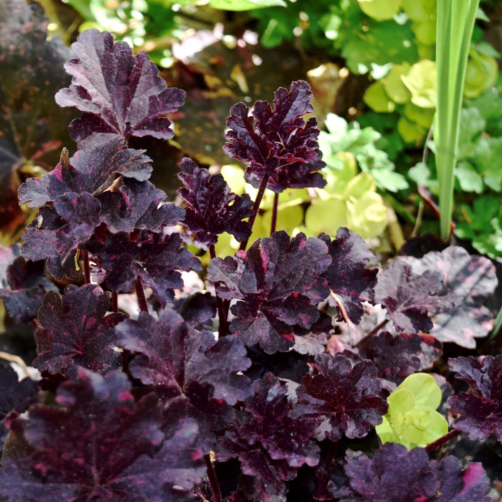 Heuchera x 'Midnight Rose' ~ Midnight Rose Coral Bells - Delivered By ServeScape