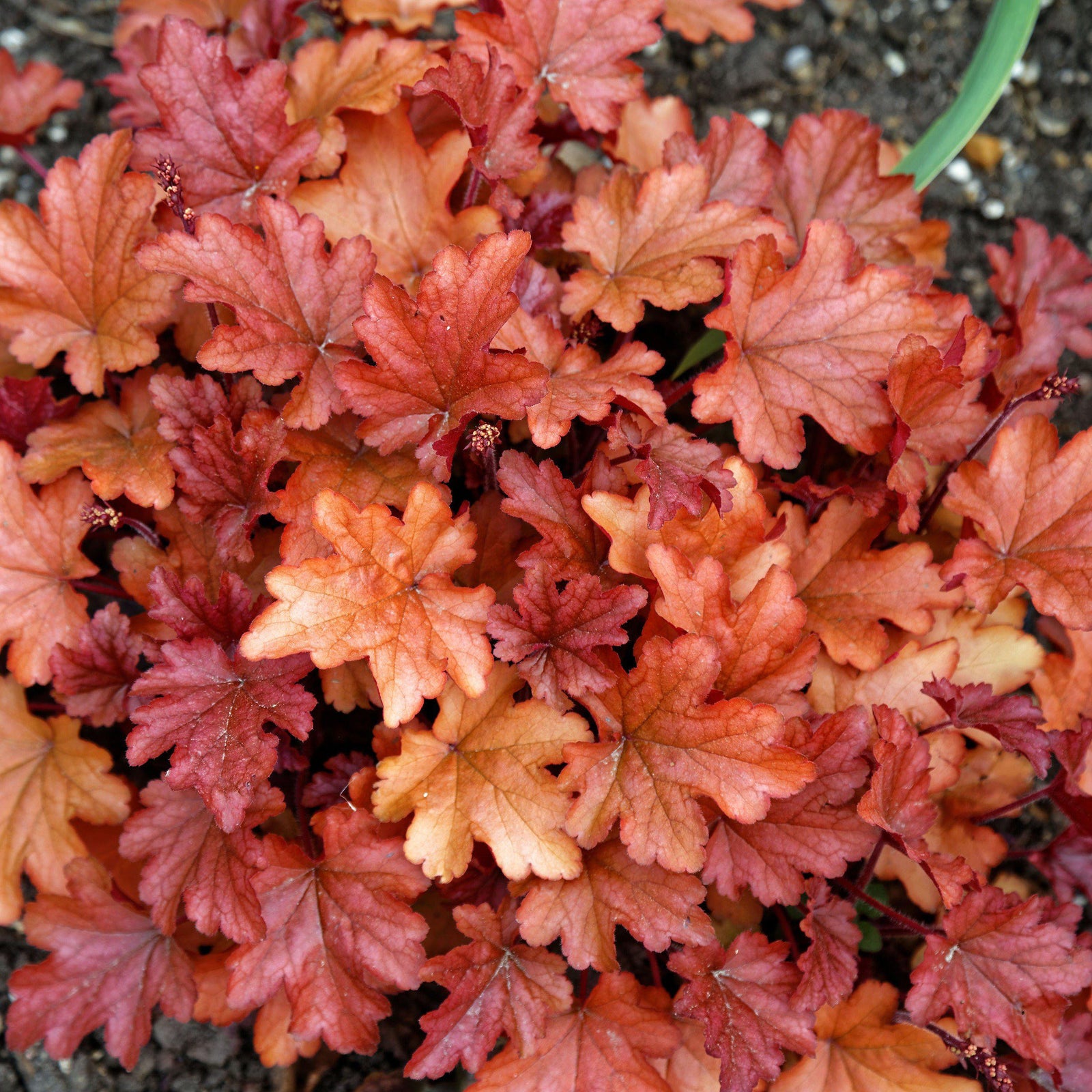 Heuchera x 'Peach Flambe' ~ Peach Flambe Coral Bells - Delivered By ServeScape