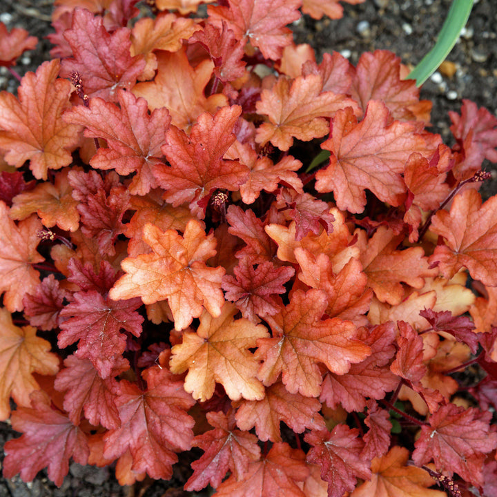 Heuchera x 'Peach Flambe' ~ Peach Flambe Coral Bells - Delivered By ServeScape