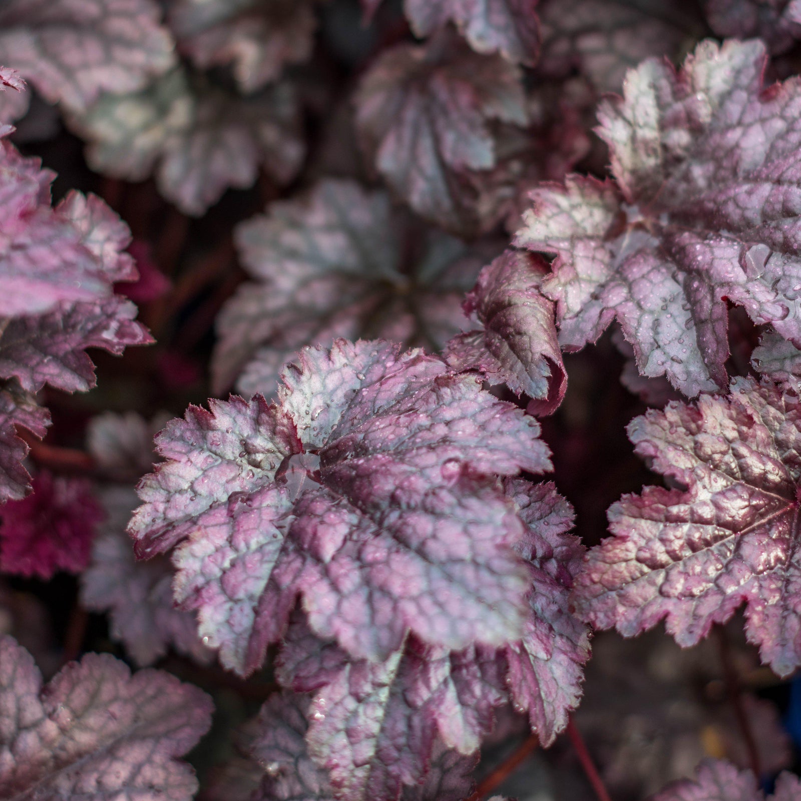 Heuchera x 'Plum Pudding' ~ Plum Pudding Coral Bells, Heuchera - Delivered By ServeScape