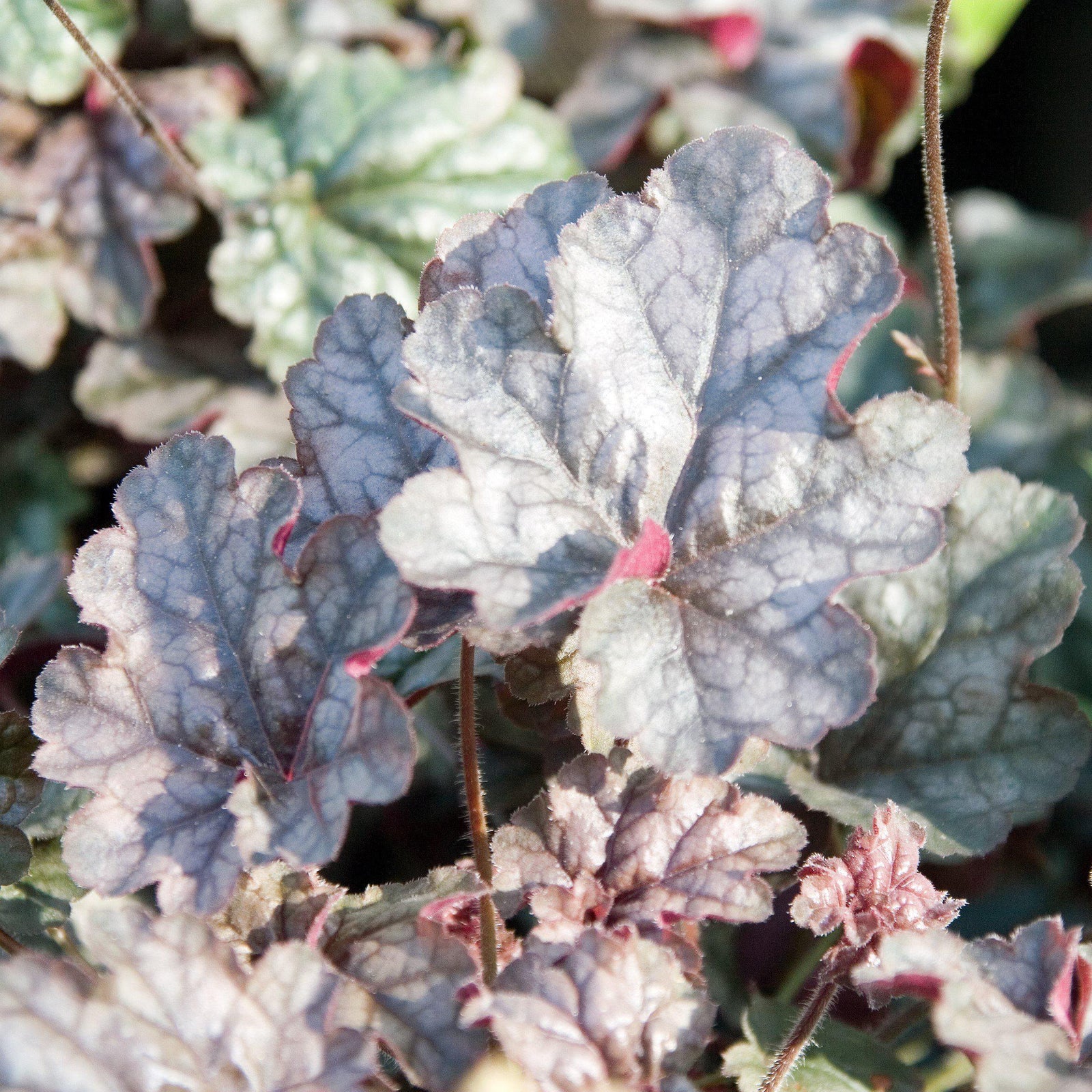 Heuchera x 'Silver Scrolls' ~ Silver Scrolls Coral Bells - Delivered By ServeScape