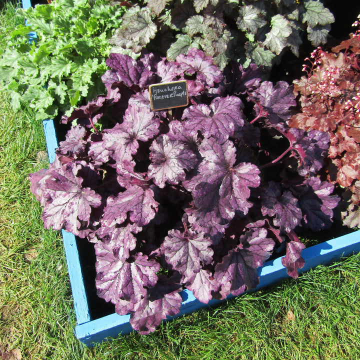 Heuchera x 'TNHEUFP' ~  Forever® Purple Coral Bells - Delivered By ServeScape