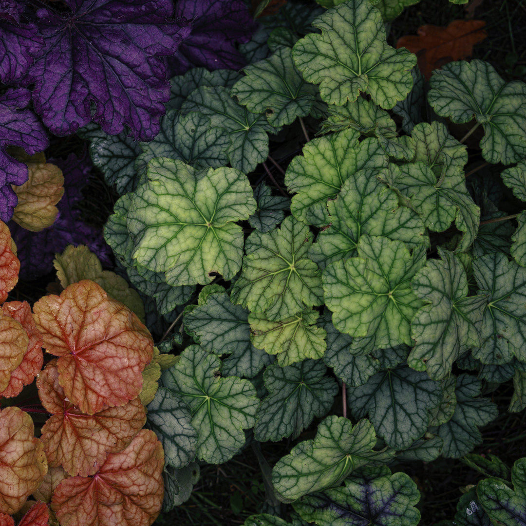 Heuchera x villosa ‘Carnival Cocomint’ ~ Carnival Cocomint Coral Bells - Delivered By ServeScape