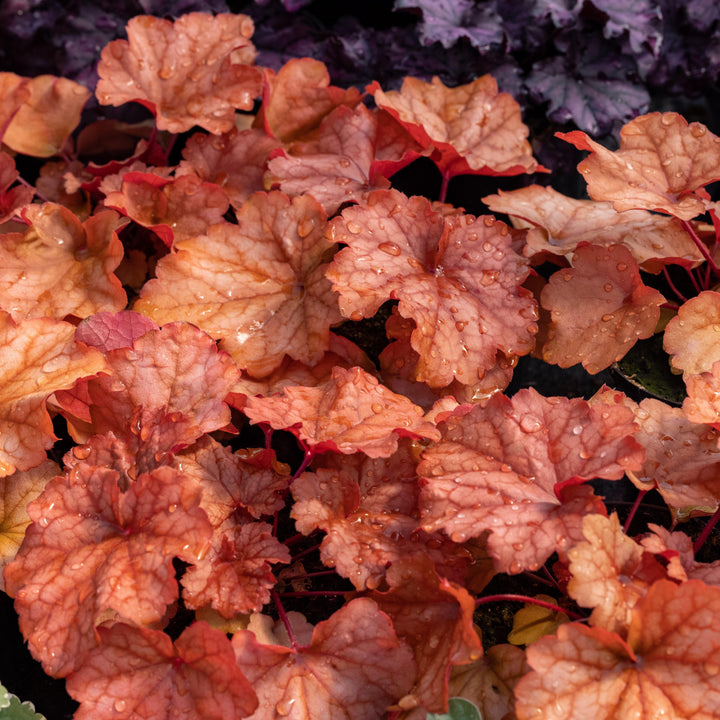 Heuchera × villosa 'Carnival Fall Festival' ~Carnival Fall Festival Coral Bells-ServeScape