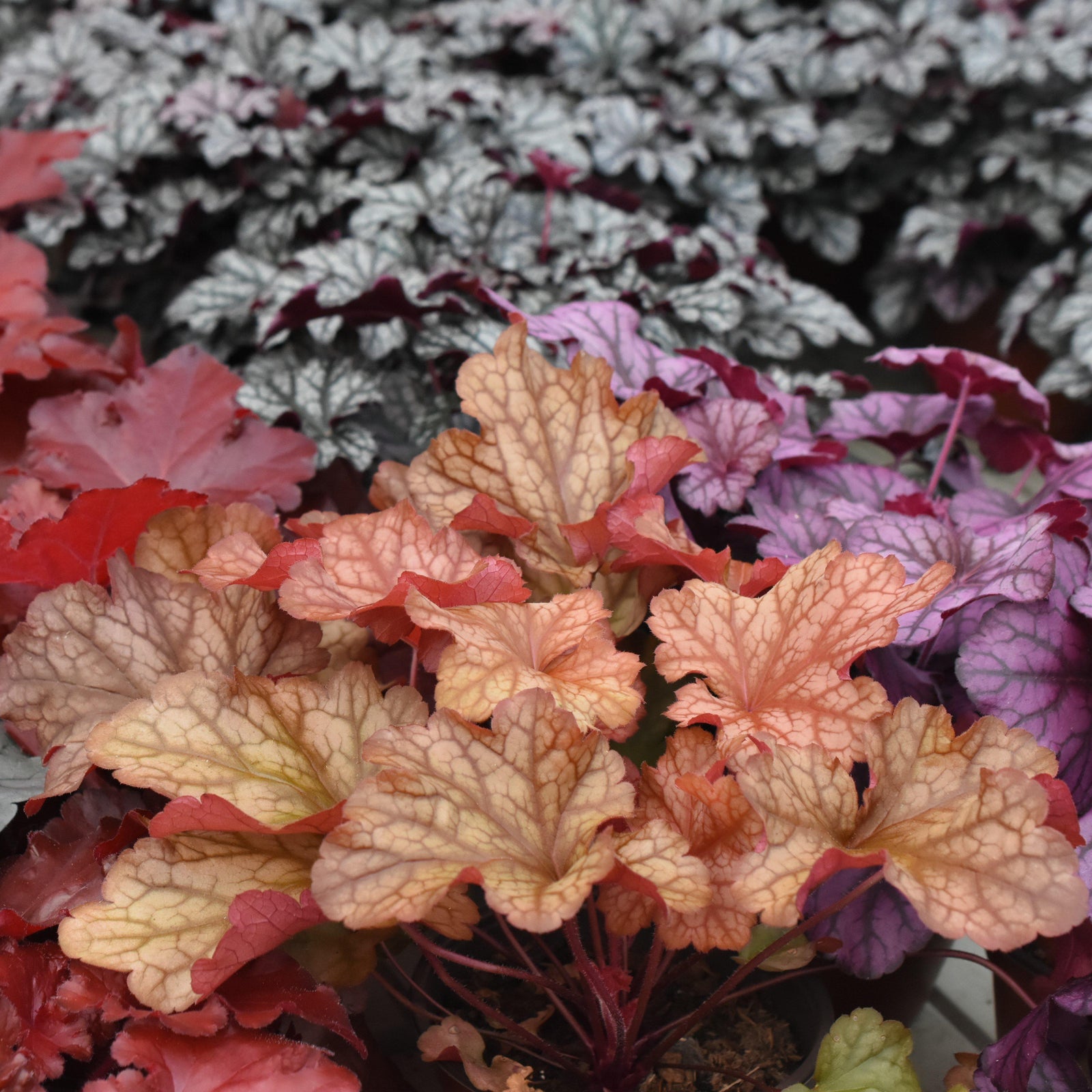 Heuchera × villosa 'Carnival Fall Festival' ~Carnival Fall Festival Coral Bells-ServeScape