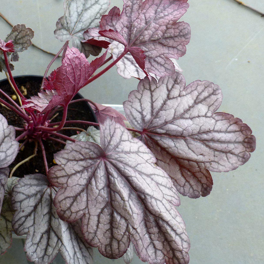 Heuchera × villosa 'Carnival Rose Granita' ~ Carnival Rose Granita Heuchera-ServeScape