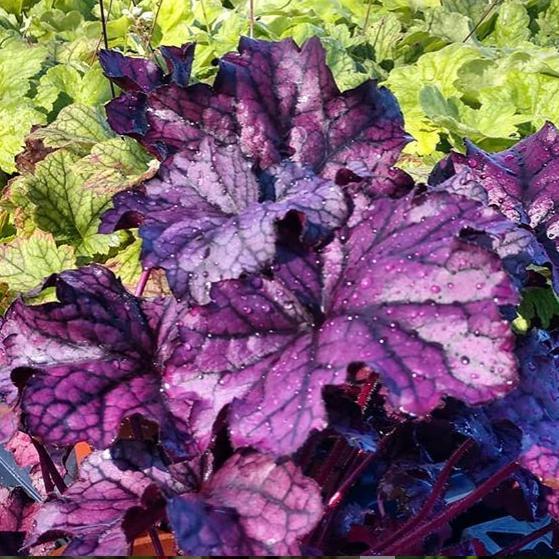 Heuchera x villosa 'TNHEUGA' ~ Grande™ Amethyst Coral Bells, Heuchera - Delivered By ServeScape
