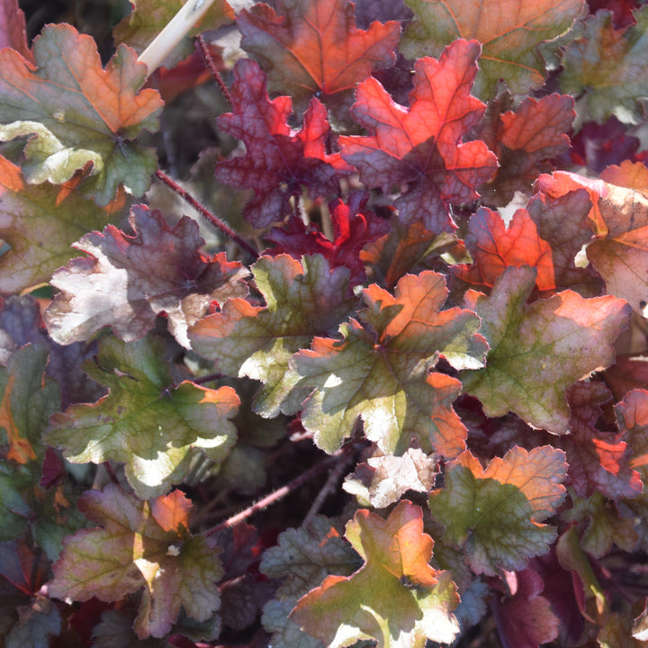 Heuchera x 'Peach Flambe' ~ Peach Flambe Coral Bells-ServeScape