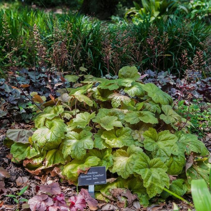 Heuchera 'Southern Comfort' ~ Southern Comfort Coral Bells, Heuchera-ServeScape