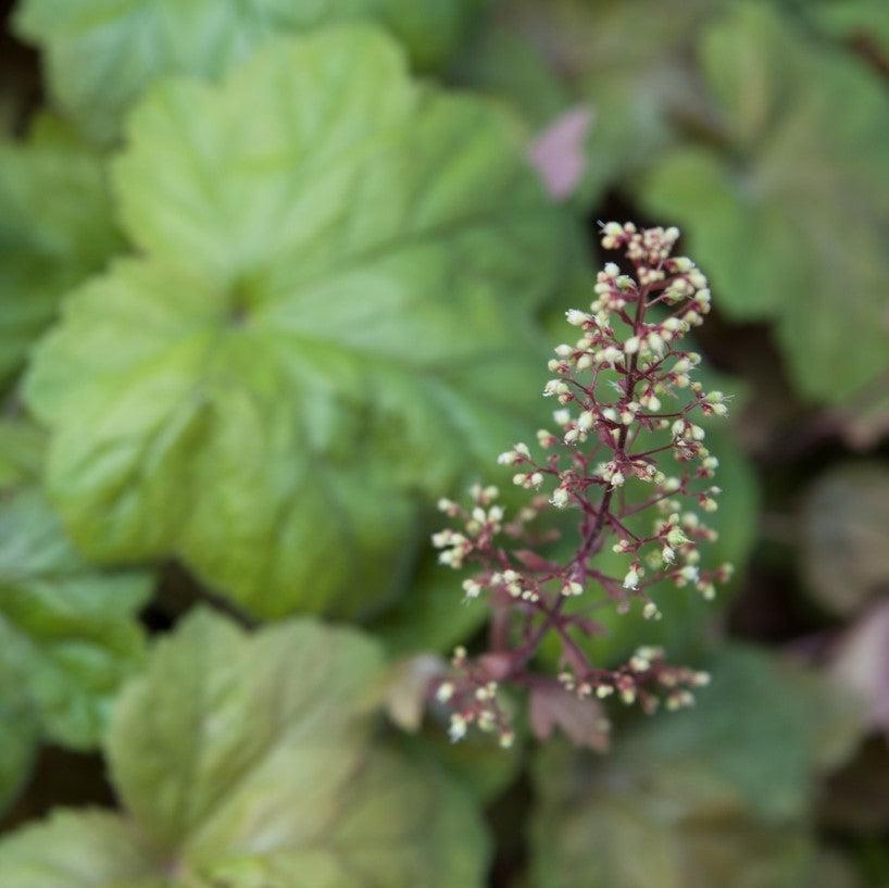 Heuchera 'Southern Comfort' ~ Southern Comfort Coral Bells, Heuchera-ServeScape