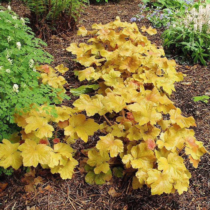 Heuchera 'Caramel' PP16,560 ~ Caramel Coral Bells, Heuchera-ServeScape