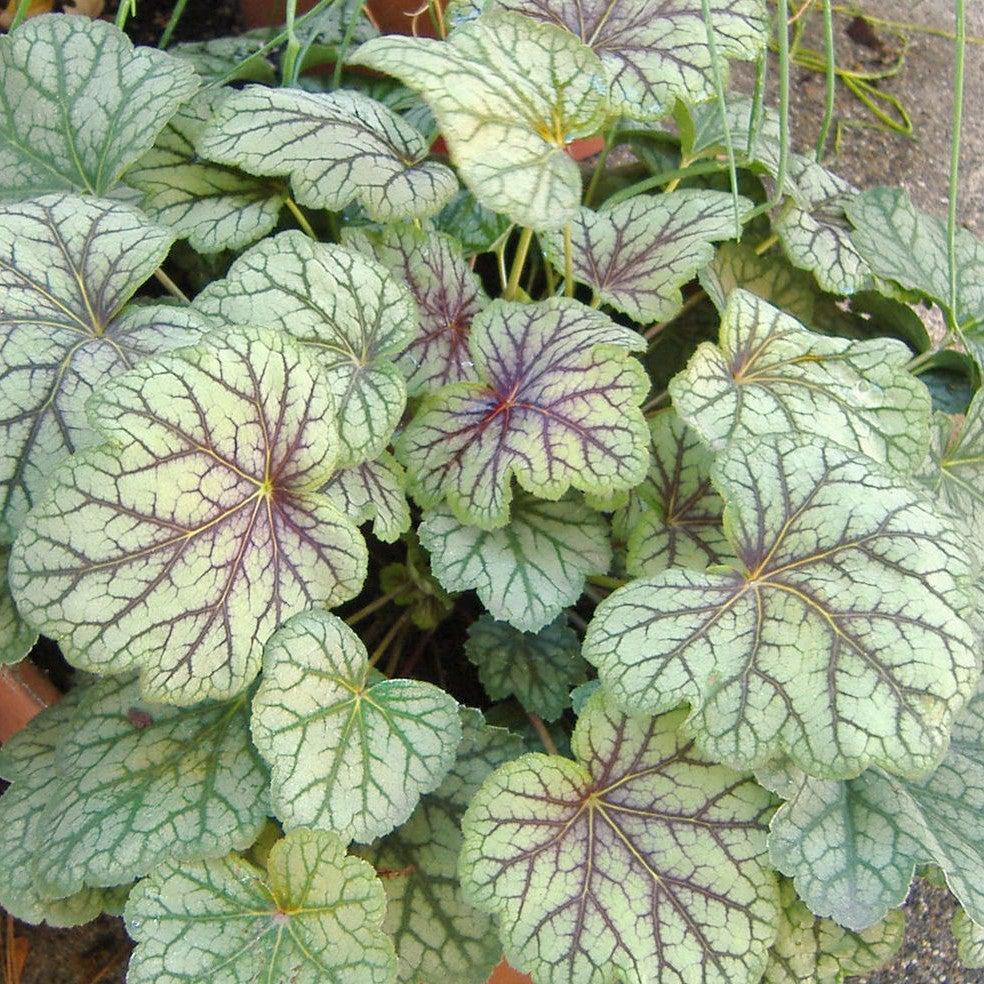 Heuchera americana 'Green Spice' ~ Green Spice Coral Bells-ServeScape