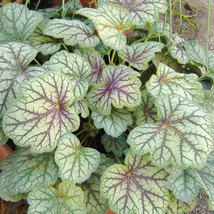 Heuchera americana 'Green Spice' ~ Green Spice Coral Bells-ServeScape