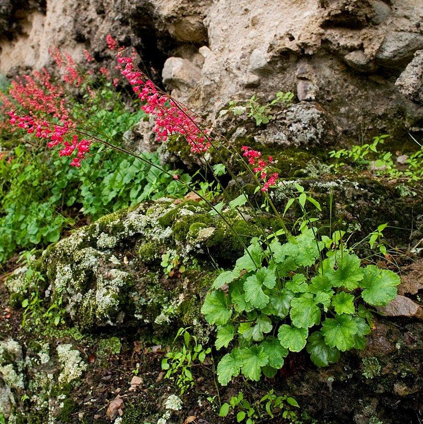 Heuchera 'Bressingham Hybrids' ~ Bressingham Hybrids Coral Bells-ServeScape