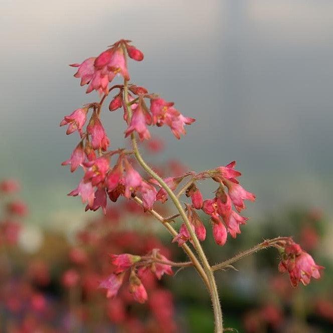 Heuchera 'Snow Angel' ~ Snow Angel Coral Bells-ServeScape