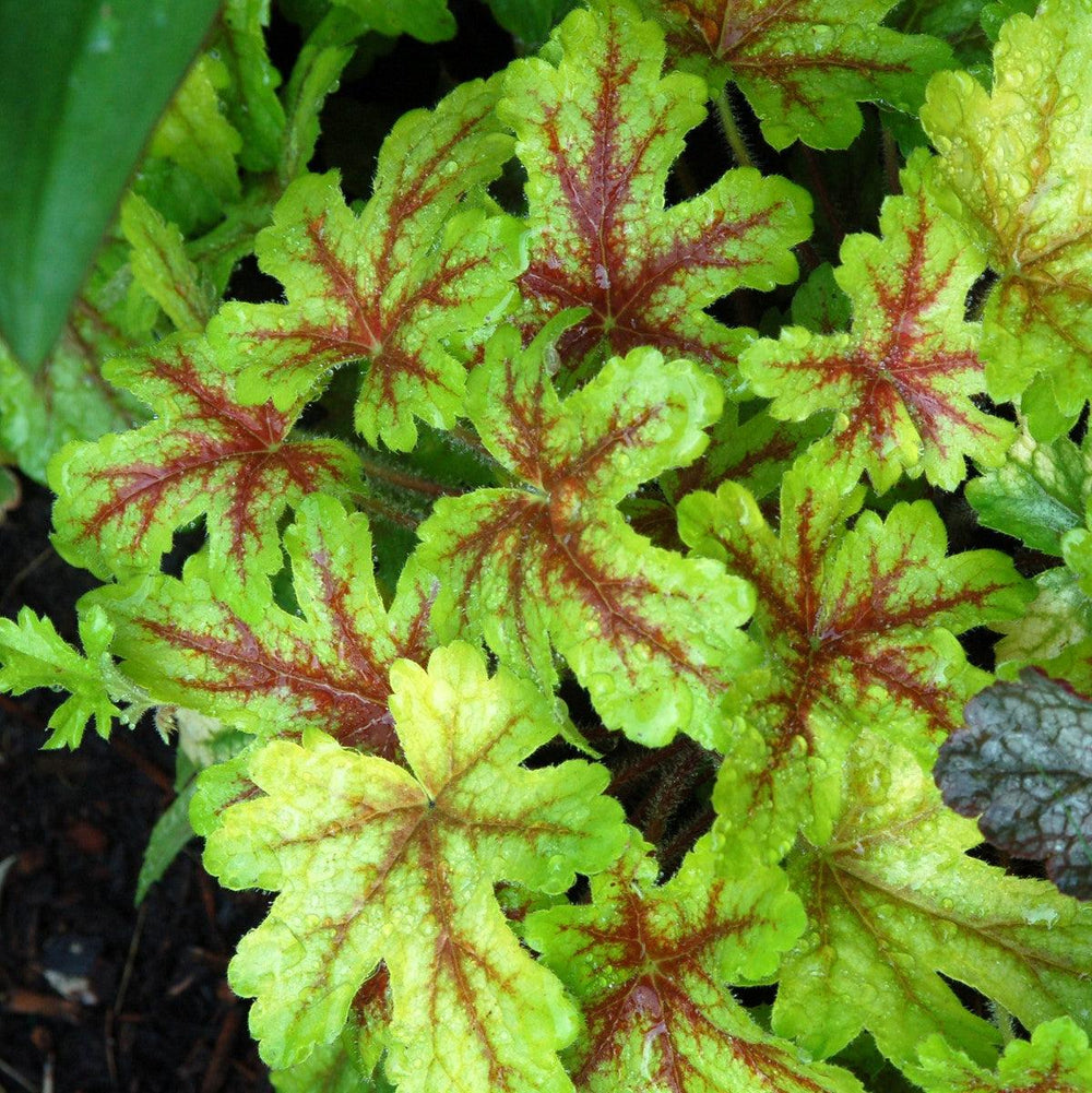 X Heucherella 'Alabama Sunrise' ~ Alabama Sunrise Foamy Bells-ServeScape