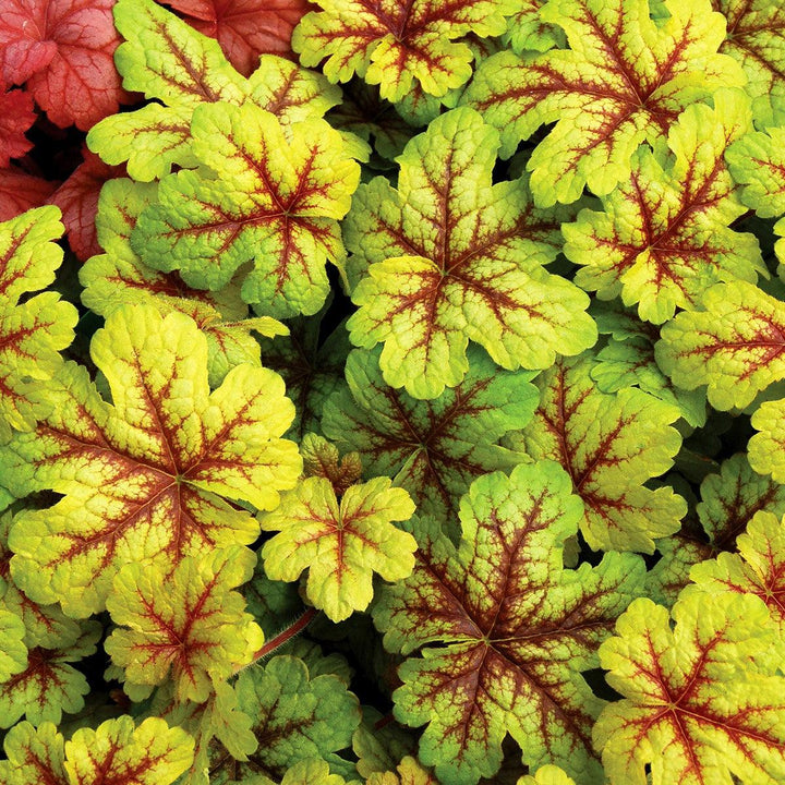X Heucherella 'Alabama Sunrise' ~ Alabama Sunrise Foamy Bells-ServeScape