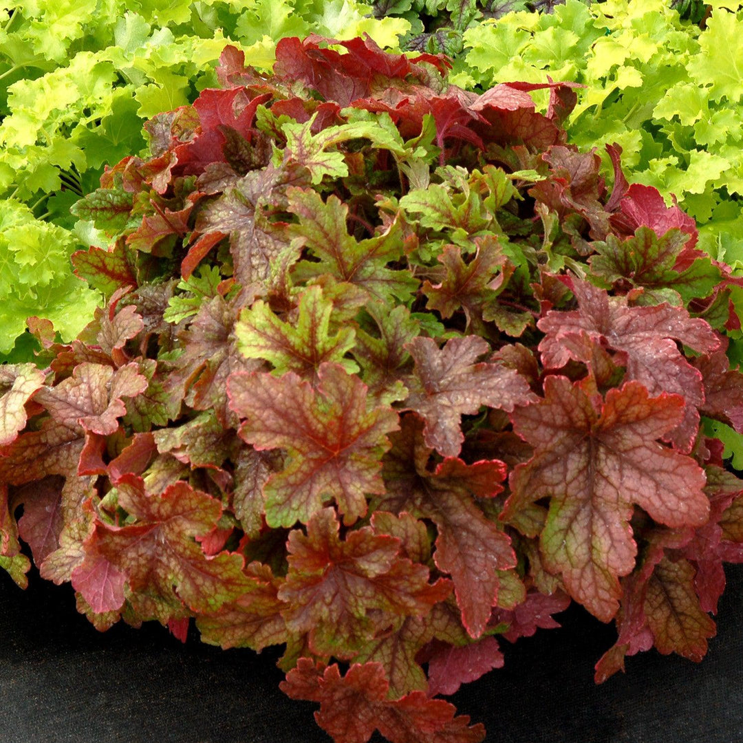 X Heucherella 'Alabama Sunrise' ~ Alabama Sunrise Foamy Bells-ServeScape