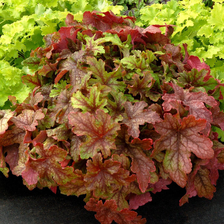 X Heucherella 'Alabama Sunrise' ~ Alabama Sunrise Foamy Bells-ServeScape