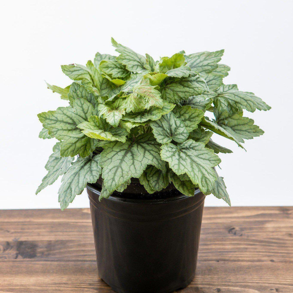 Heucherella 'Blue Ridge'  ~ Blue Ridge Coral Bells, Alumroot - Delivered By ServeScape
