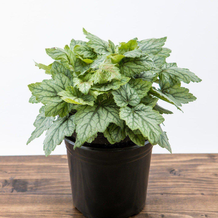 Heucherella 'Blue Ridge'  ~ Blue Ridge Coral Bells, Alumroot - Delivered By ServeScape