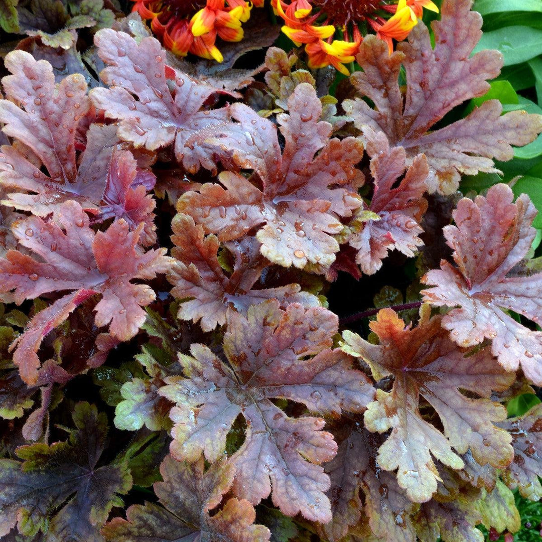 Heucherella 'Buttered Rum' ~ Buttered Rum Foamy Bells-ServeScape