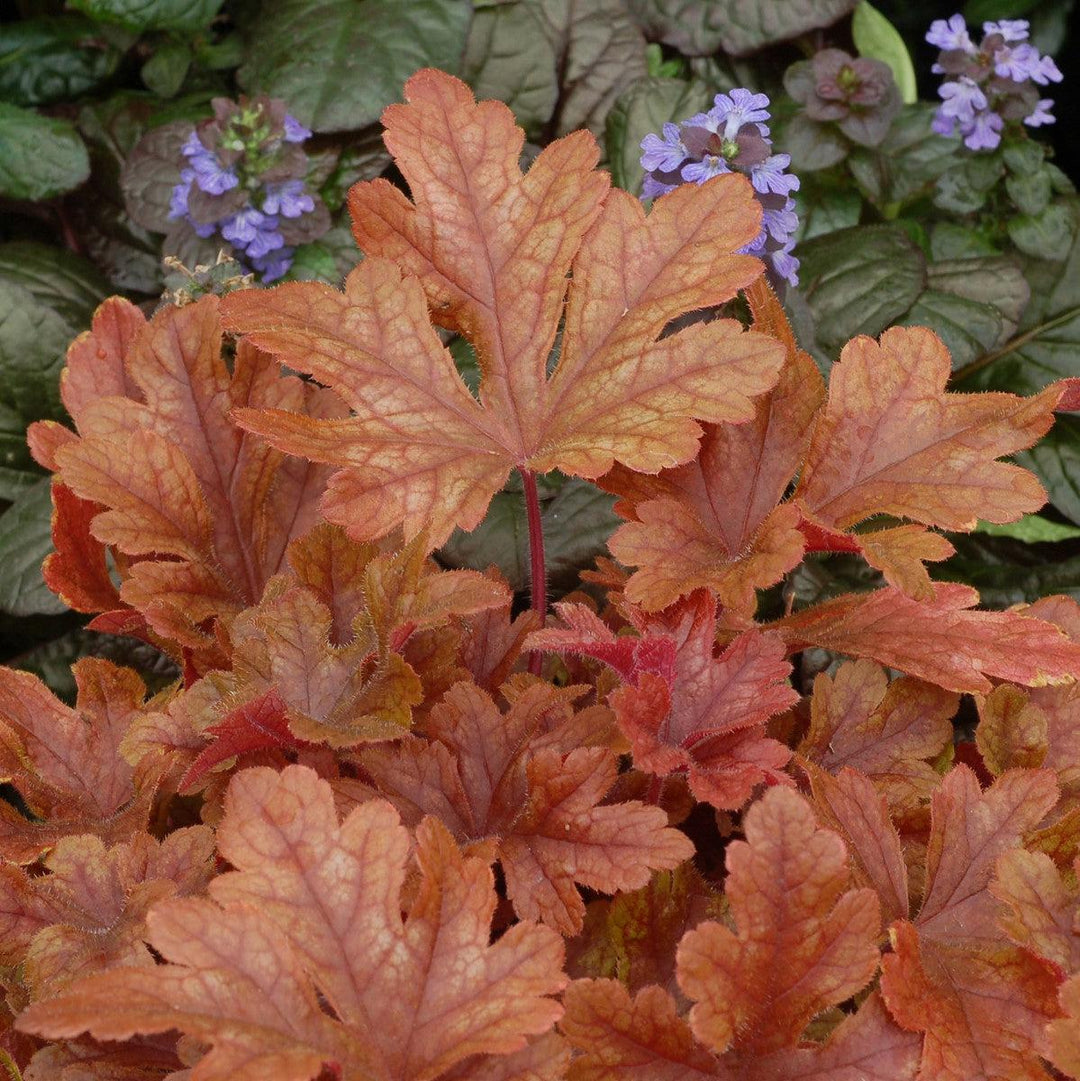 Heucherella 'Buttered Rum' ~ Buttered Rum Foamy Bells-ServeScape