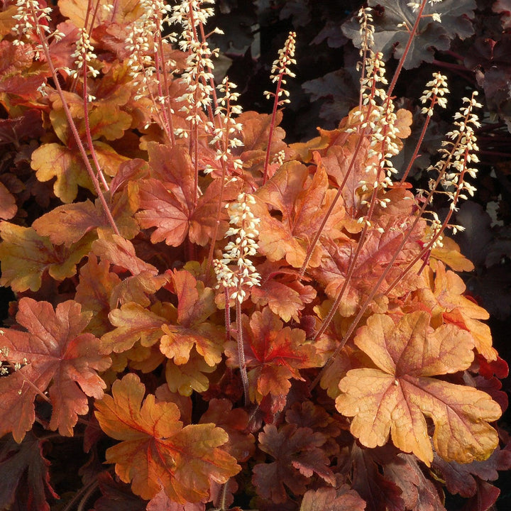 Heucherella 'Buttered Rum' ~ Buttered Rum Foamy Bells-ServeScape