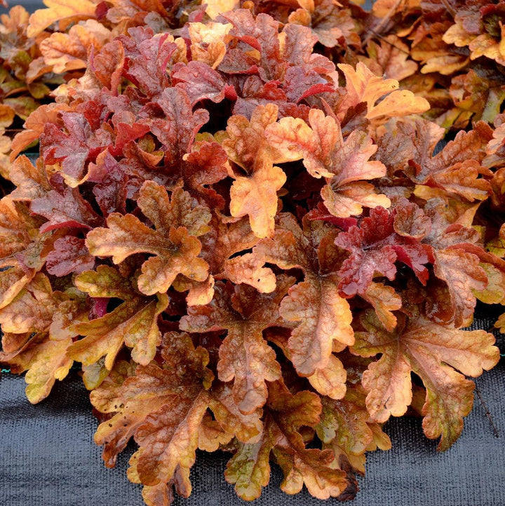 Heucherella 'Buttered Rum' ~ Buttered Rum Foamy Bells-ServeScape