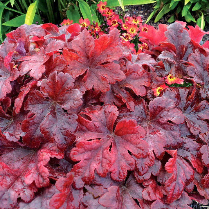 Heucherella 'Buttered Rum' ~ Buttered Rum Foamy Bells-ServeScape